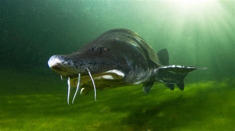 What’s the world’s biggest freshwater fish—and will .